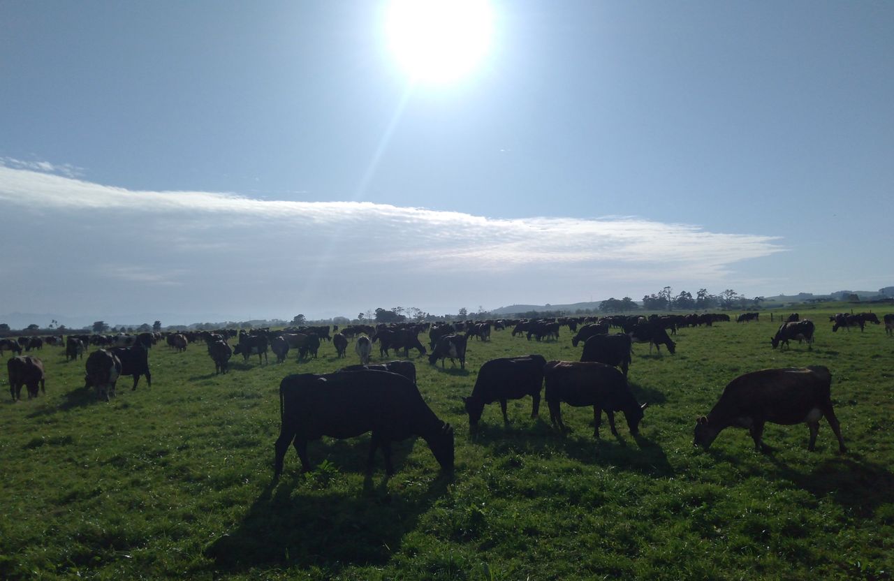 Getting the 'shades and shorts out' on a 670-cow dairy farm in New Zealand