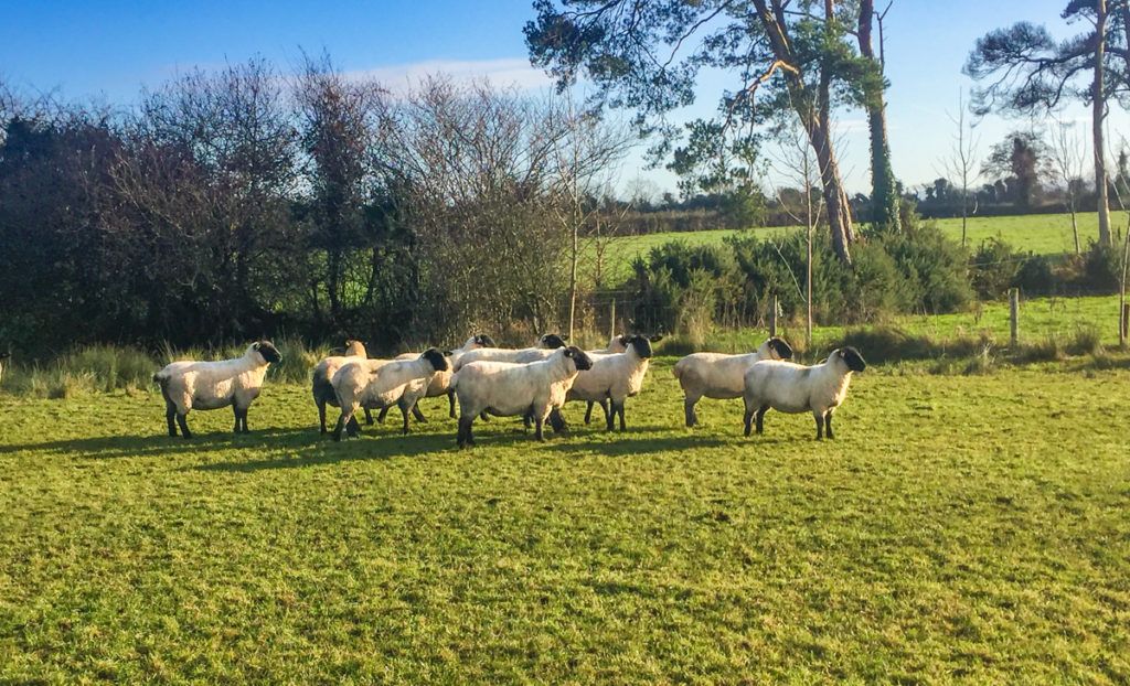 'Fines of €100 are doing nothing to deter incidents of sheep worrying'