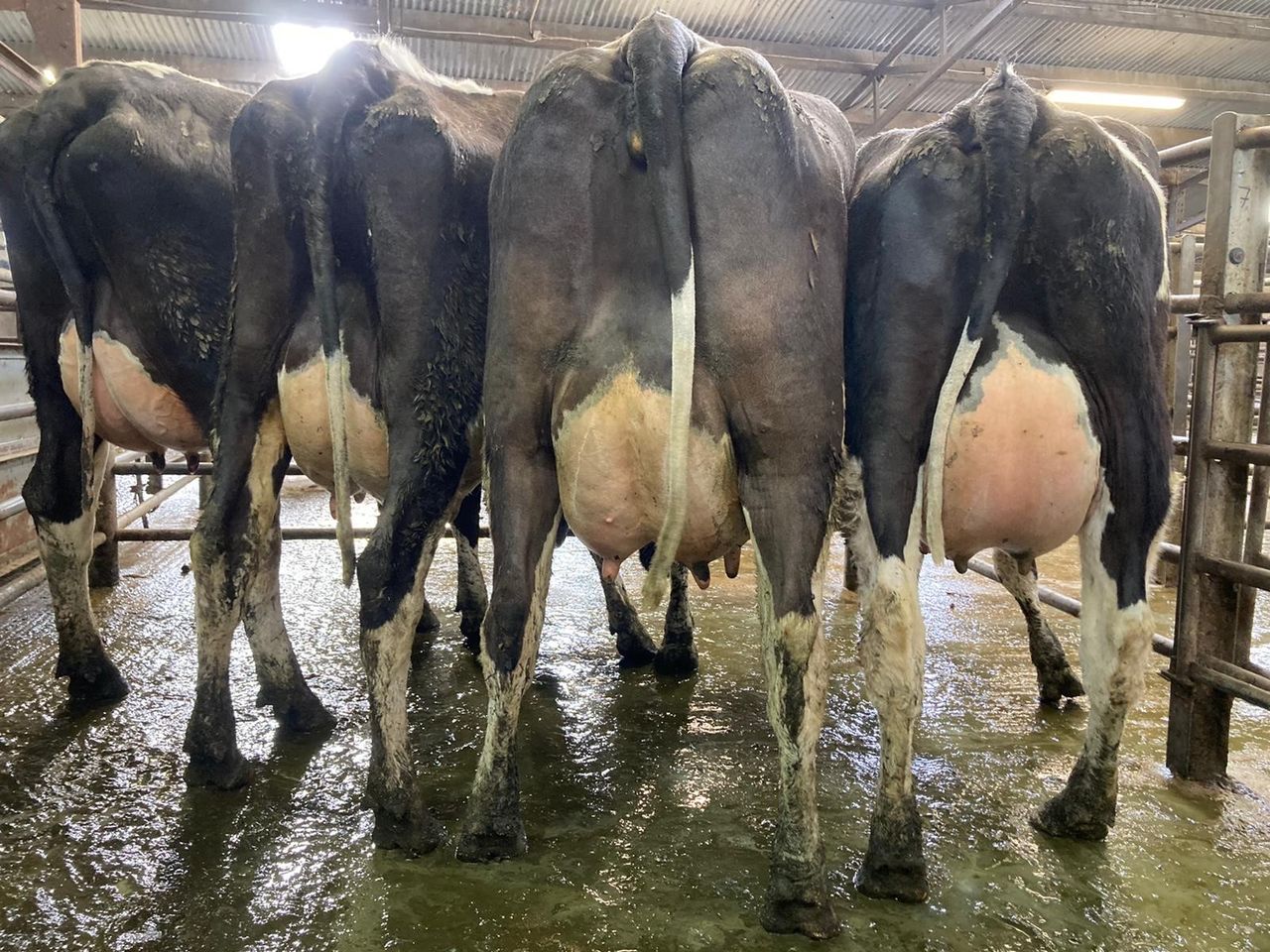 Top call of €2,200 achieved at Carnew dairy sale