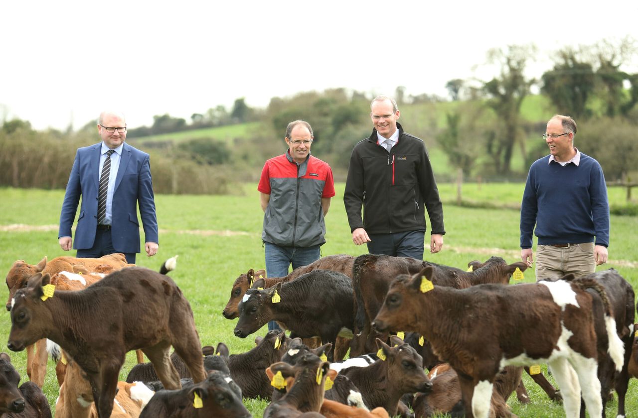 130,000 extra calf births so far this year is 'positive' says Coveney