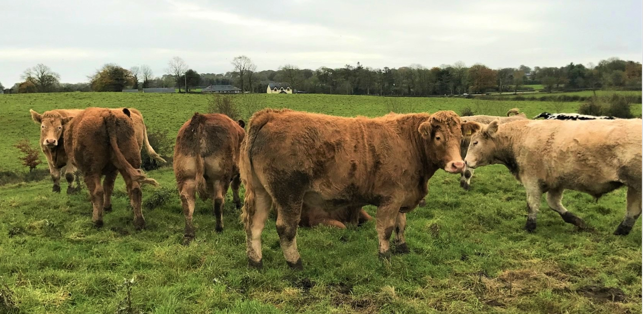 Reminder: Beef finishing event in Kilkenny this evening
