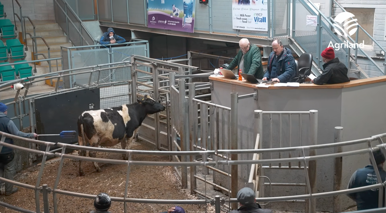 Domestic trade driving dairy prices in Corrin Mart
