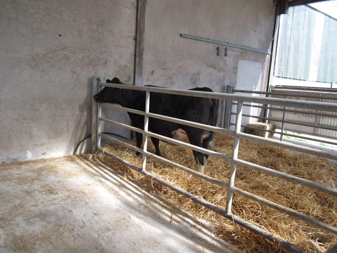 Lameness: Key areas to consider before calving kicks off