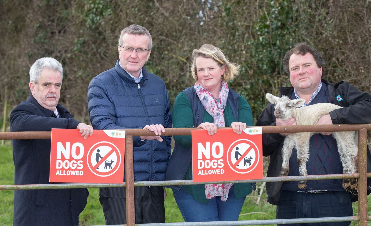 New dog control regulations need proper enforcement - Comiskey