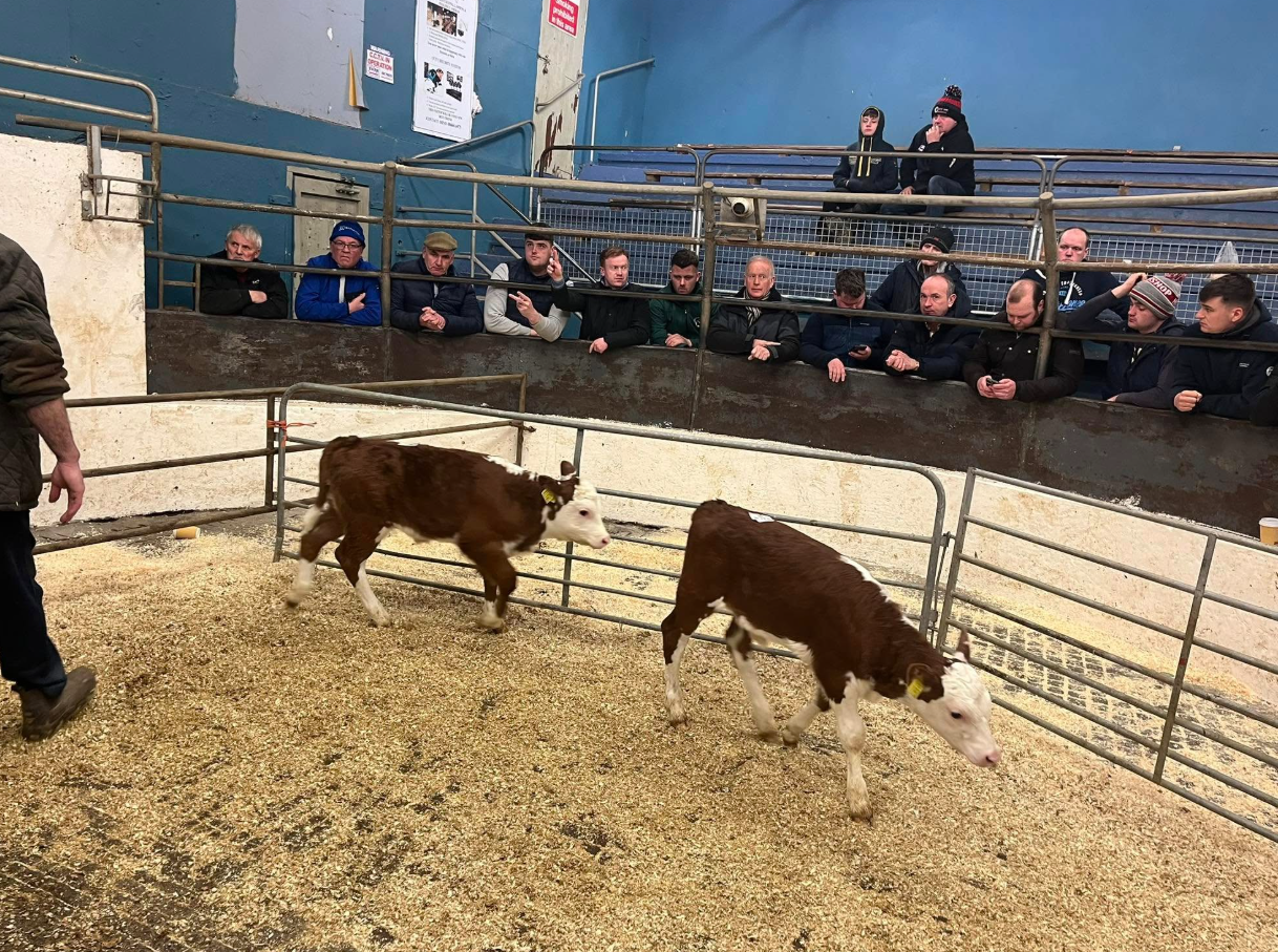 Sale report: Full clearance of 1,880 calves at Castleisland