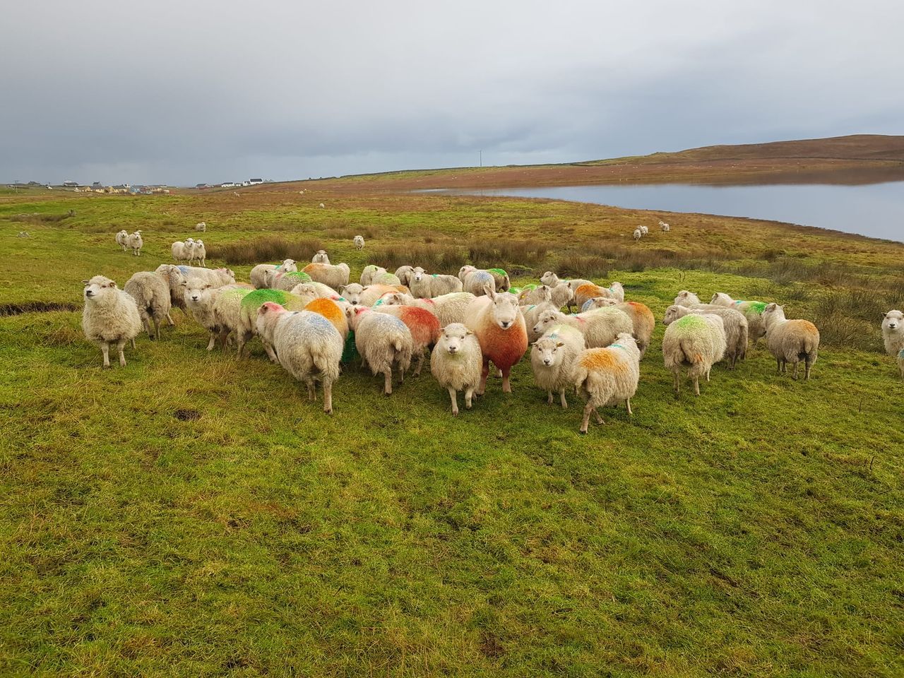 Managing 650 breeding ewes on the Shetland Islands