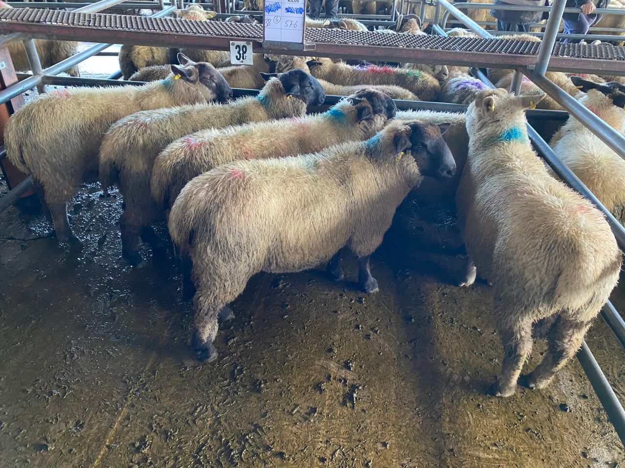 Sheep trade: Trade continues to head in right direction