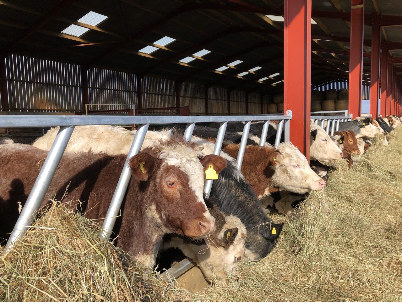 DAERA: Bluetongue vaccine now permitted under general licence