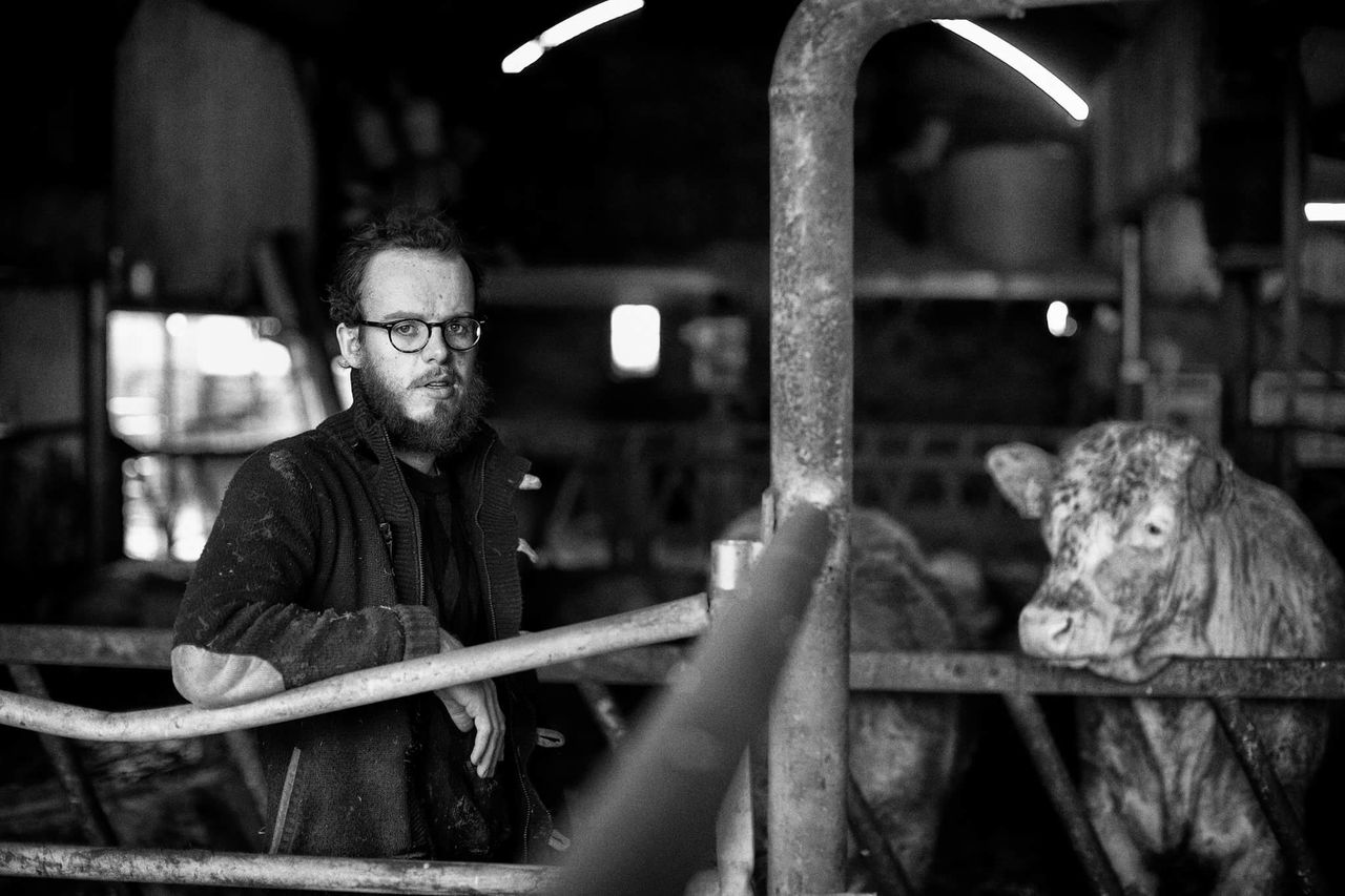 'The Cow Book' author starts work on sequel