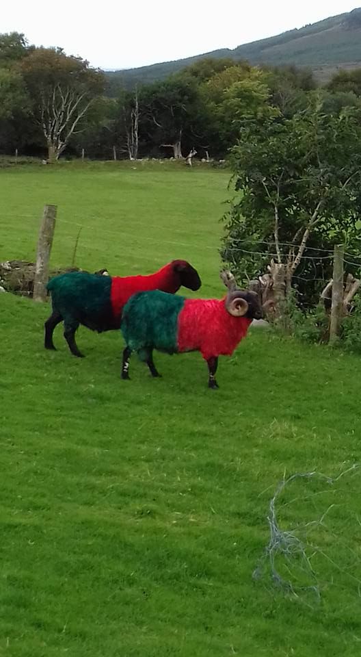 These sheep are baaa-cking Mayo to win the All-Ireland!