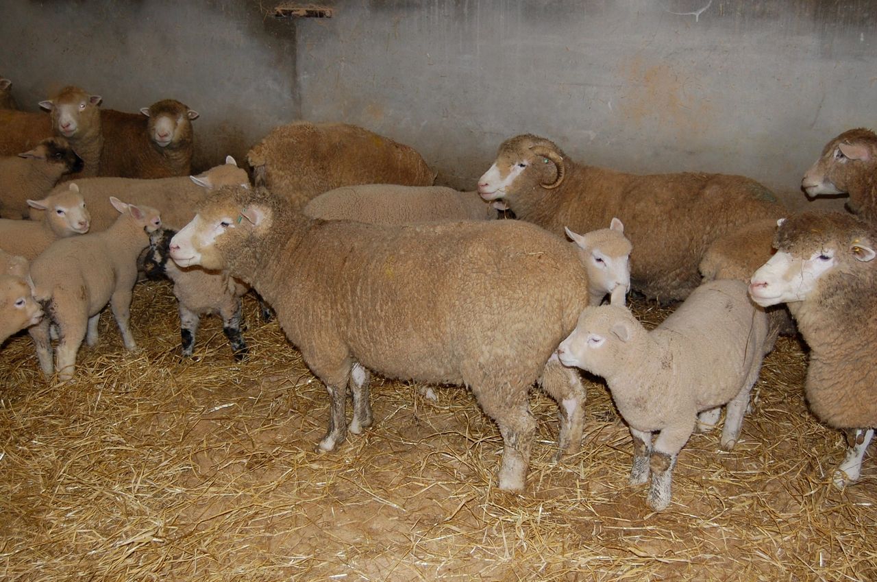 Body condition determines ewe feeding programmes