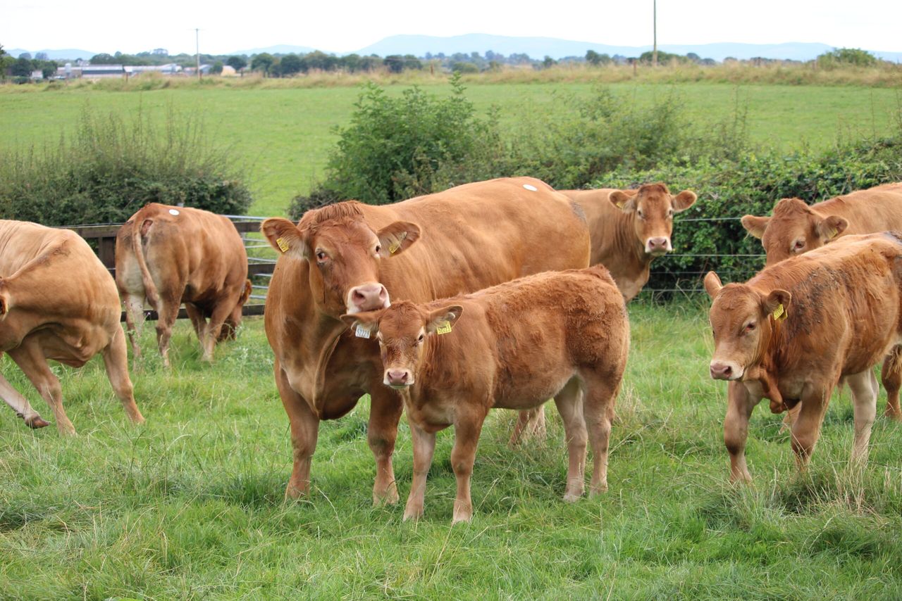 Limousin Society to host extravaganza this weekend