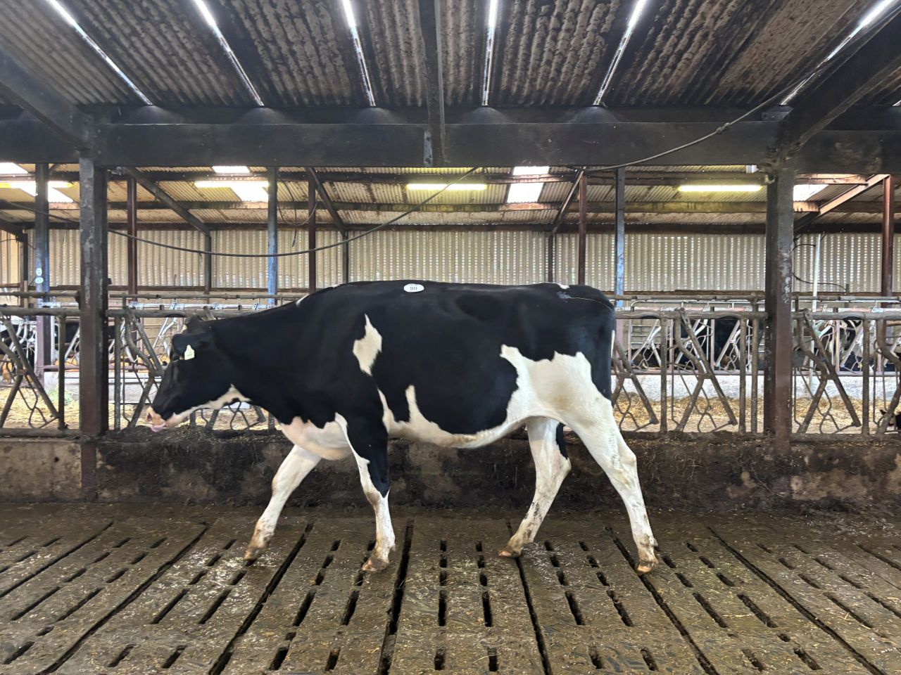 Knoxtown Crushabull Adeen sold for €8,100.