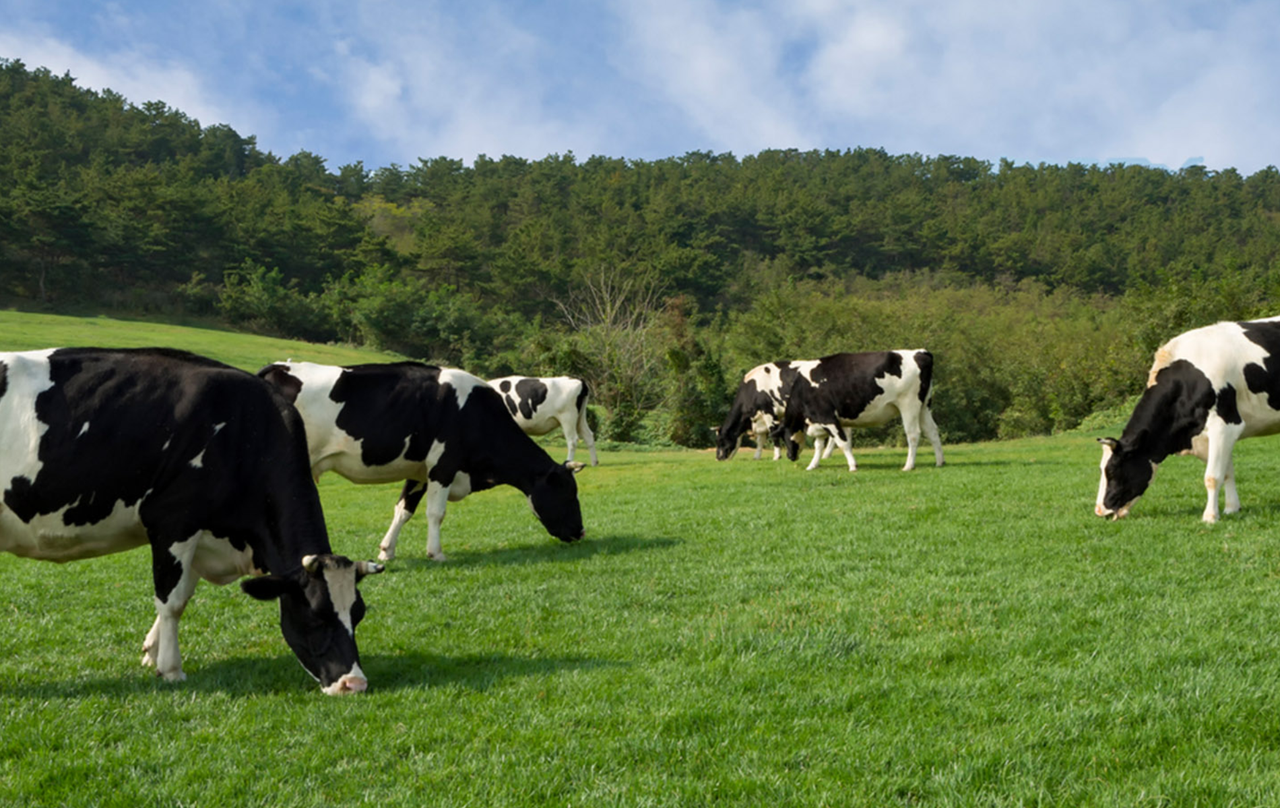 Weed control and nitrogen boost will optimise silage yield and quality
