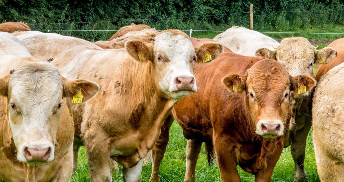 TD blasts farm bodies for 'being unrealistic' on CAP cuts