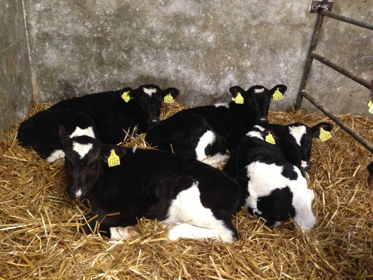 Dairy advice: Feeding calves in a cold spell
