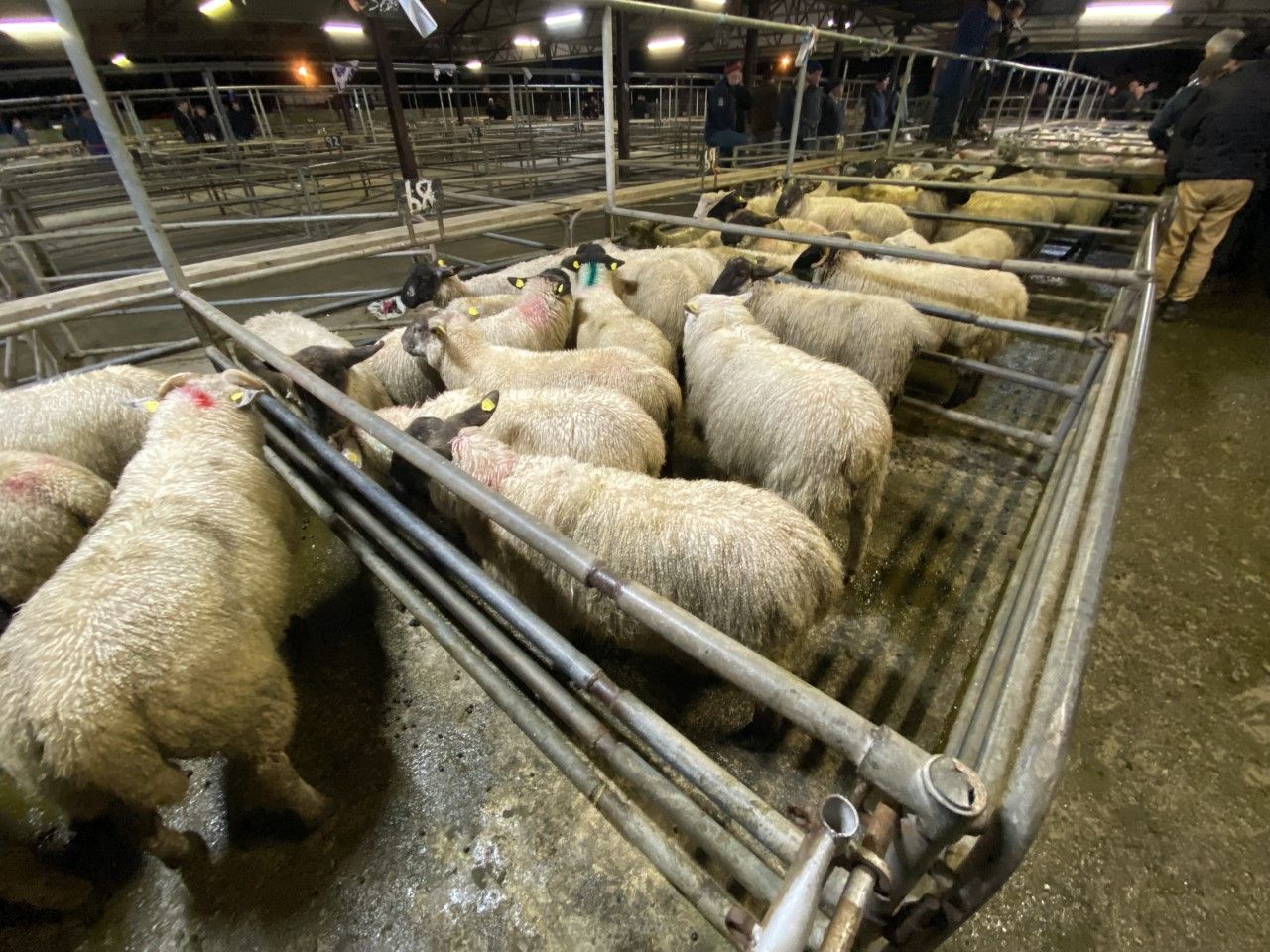 Lamb prices improve by a minimum of €5/head at marts