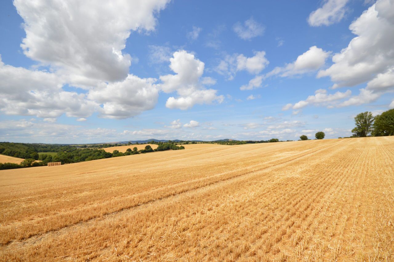 Pics: Gorey auction to offer 'valuable' 52ac roadside holding