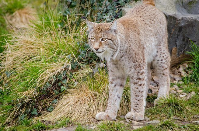 Lynx could soon be re-introduced to parts of the UK to the dismay of farmers