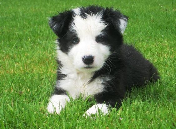 All dogs over 12 weeks of age must be micro-chipped and registered