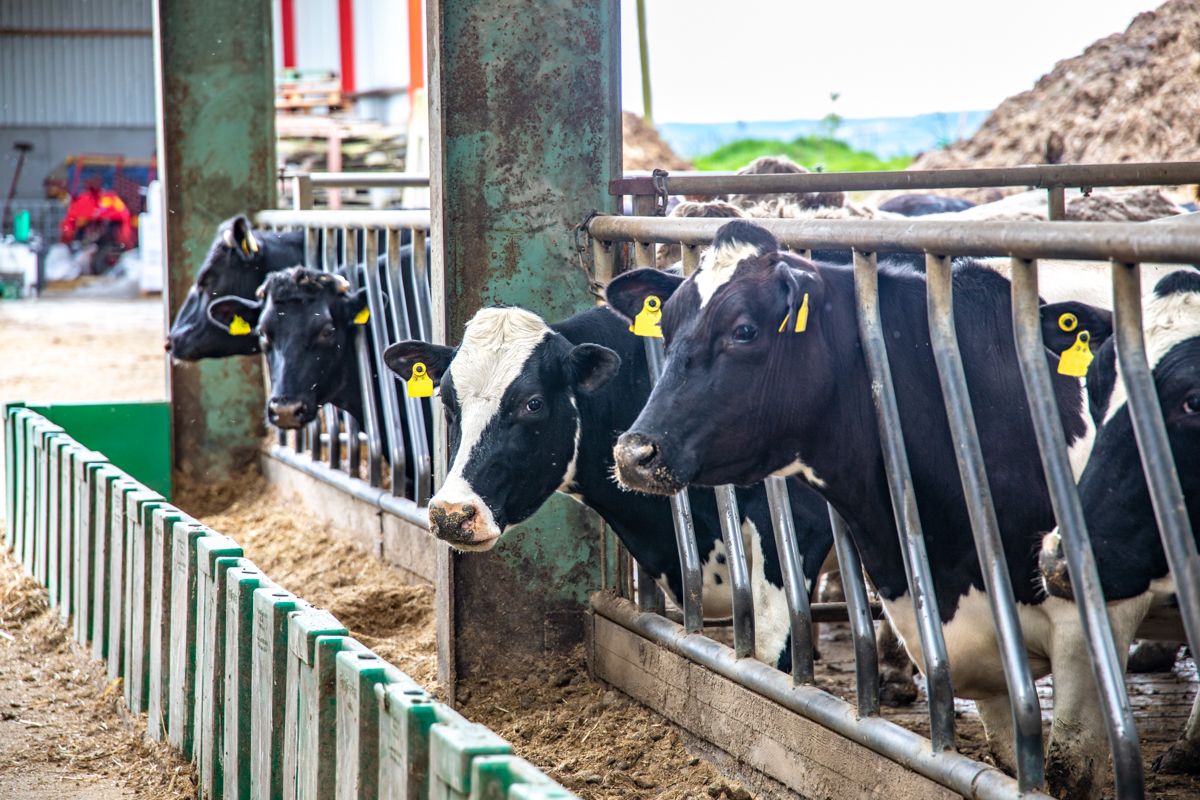 Feed bills: What is wet weather costing dairy farms?
