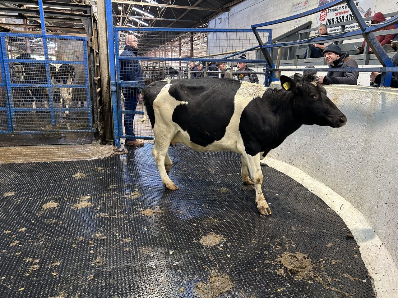 'Very strong trade' for dairy stock at dispersal sale in Carnaross