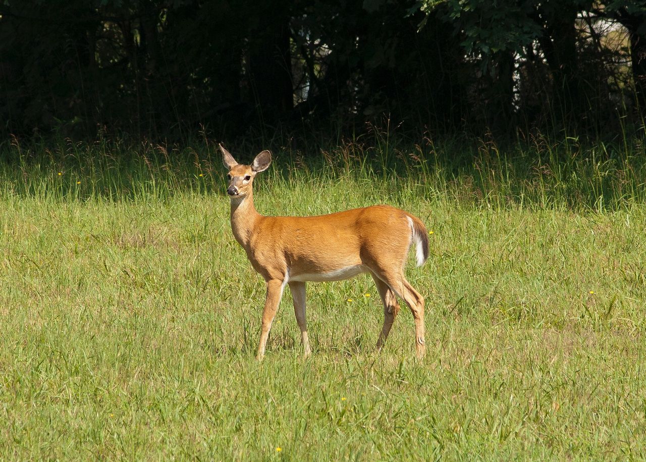 Concerns that government 'has no long-term plan' to deal with 'overrun of deer'