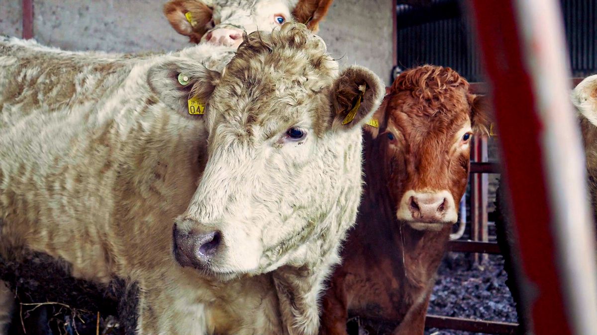 ICBF beef stakeholder group hears reasoning for index changes