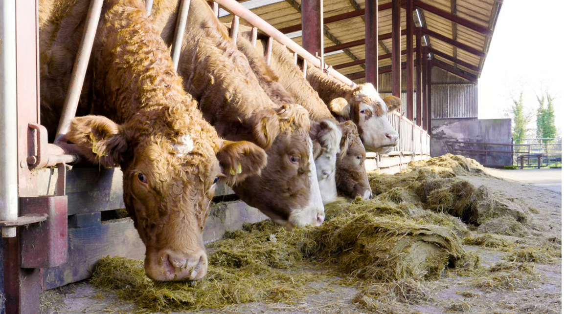 Advice on feeding protein and minerals to sucklers pre-calving