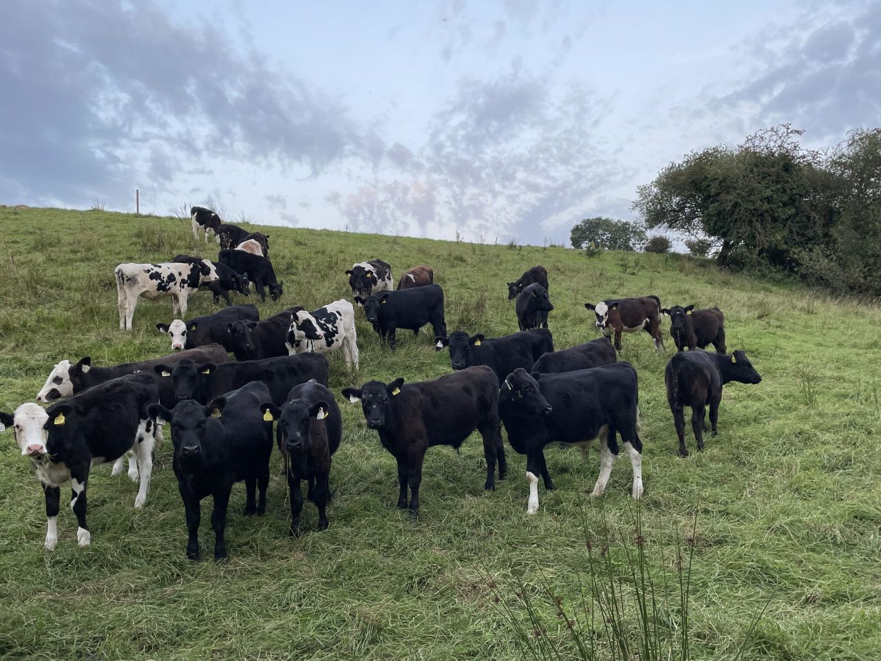 National cattle herd falls by 400,000 head in 24 months