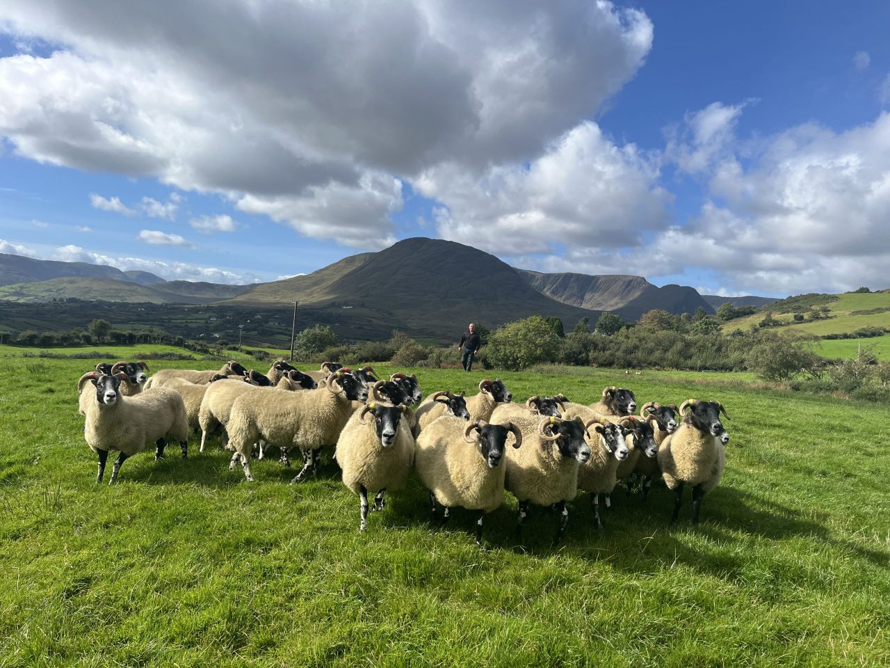 Some of the hoggets set to be included in the sale