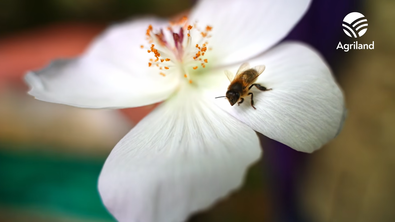 Why Ireland’s Native Black Honey Bee Matters