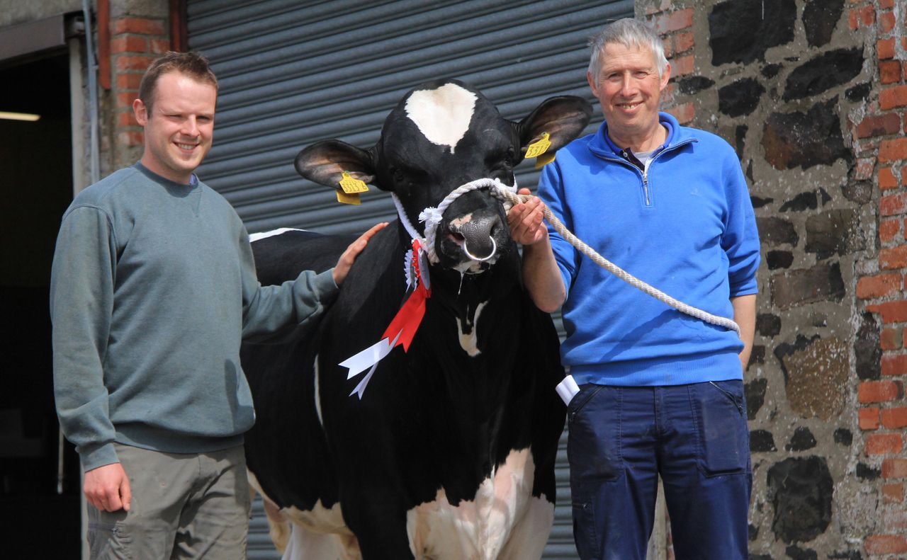 Holstein bull sells for 9,000gns at Kilrea Mart