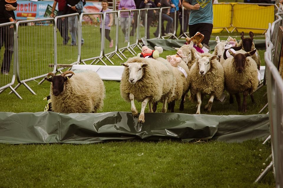 Kildare Show set to showcase a taste of rural life