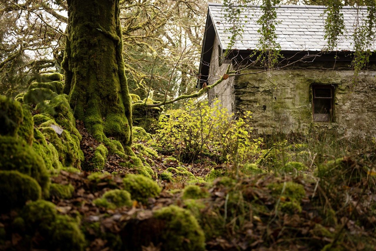 Coillte: 134,000ha 'now prioritised' for nature management
