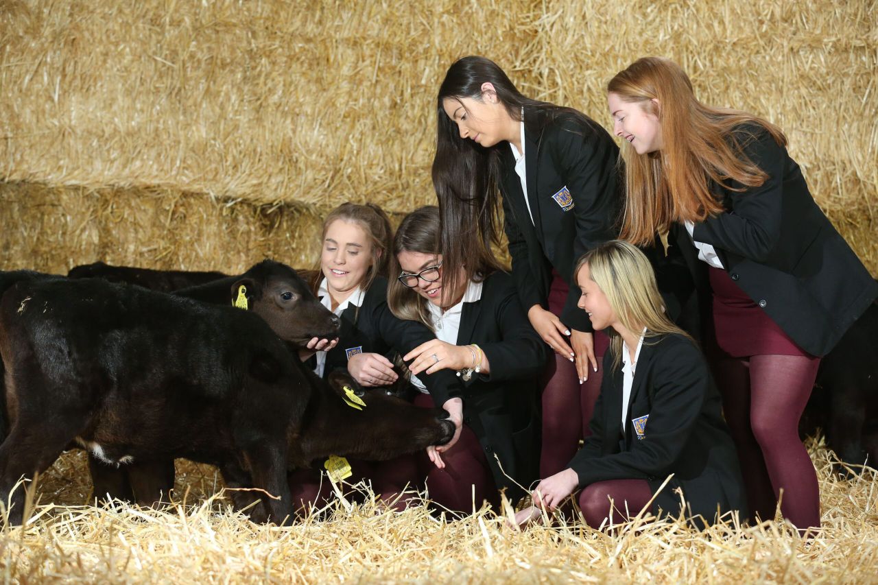 5 schools selected for latest Angus calf rearing competition