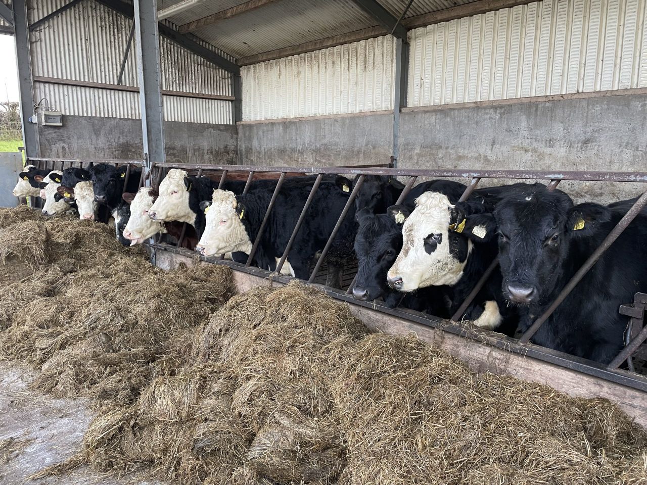 Factory quotes: Up to 30c/kg added to beef prices this week