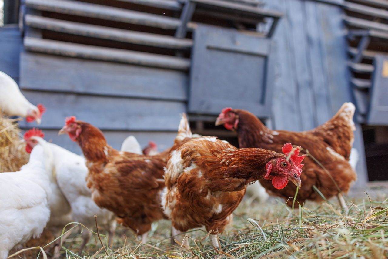 Bird flu outbreaks larger and 'virulent' in recent years - Expert