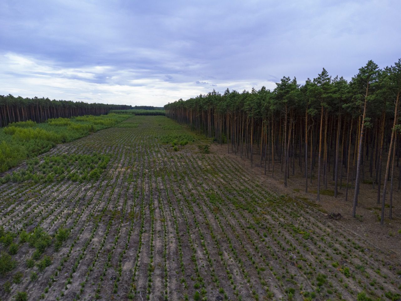 Healy-Rae: DAFM spent €73.2m on 'forest activities' in 2024