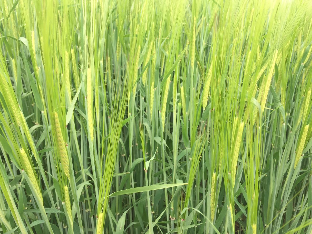 Tillage: Establishment rates of 85% for spring cereals