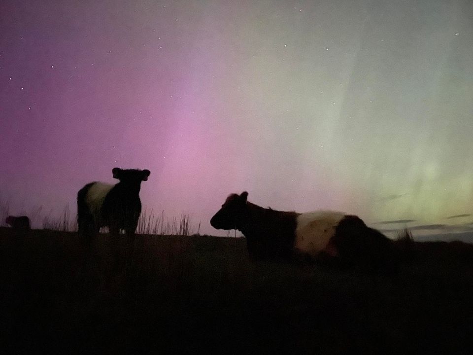 Gallery: Dazzling Northern Lights pictured across Irish farms