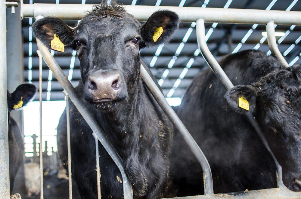 Five factors that could affect Irish beef prices this year