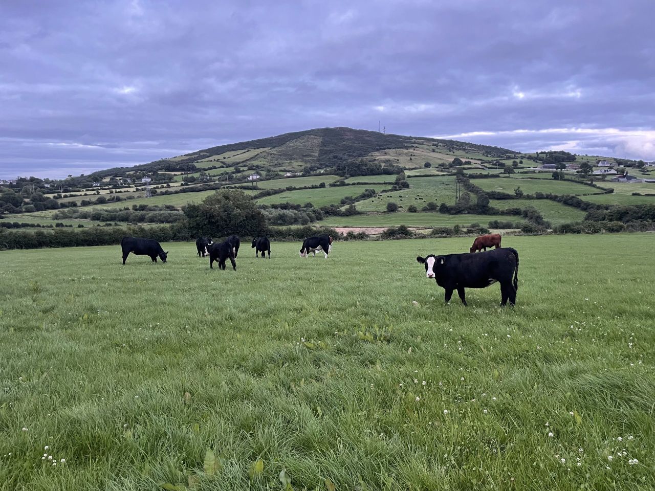Factory quotes: Beef trade on steady footing this week