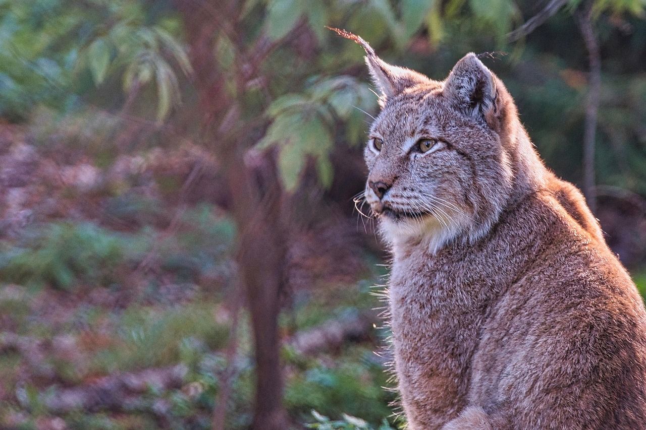 Reintroduction of lynx ruled out in Scotland over livestock concerns