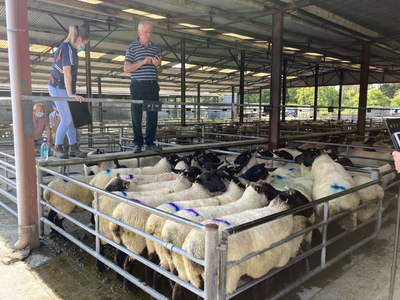 Pics and prices: Heavy lambs and ewe lambs catch the eye at Loughrea