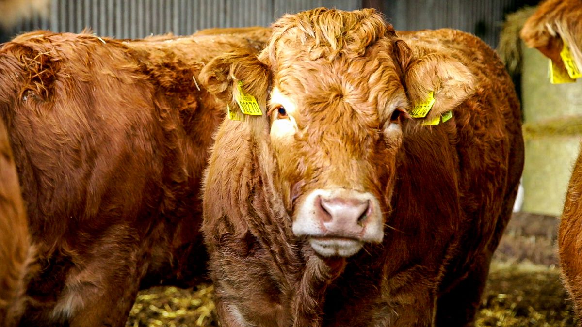 Beef Plan hits out at Goodman warning on exports to China