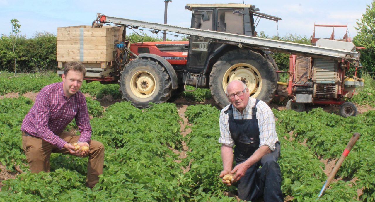 Irrigation now in use to maintain potato yields