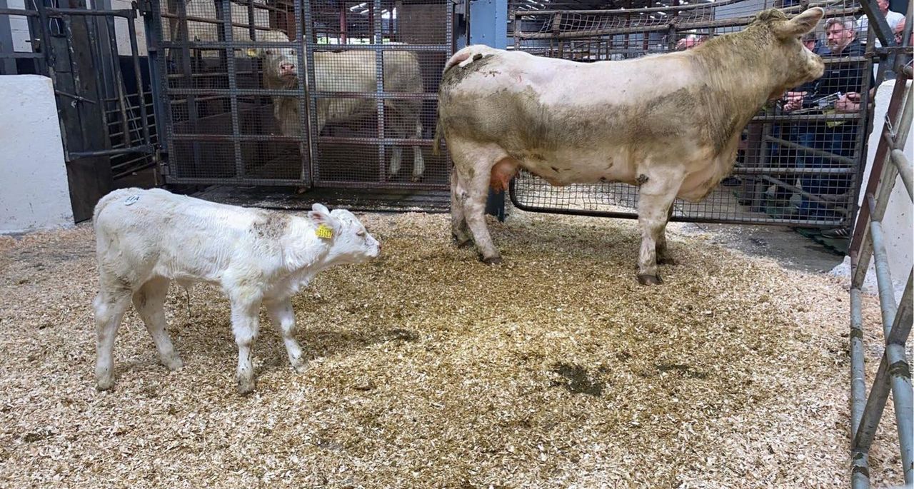 Cow-calf pairings sell to €7,400 at Carnaross Mart