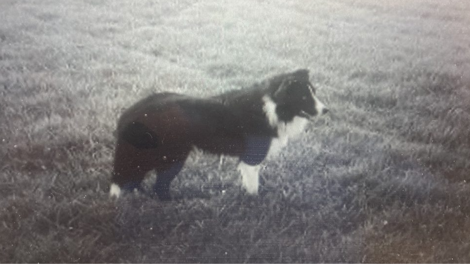 A sheepdog named Oscar is the star of new book about love and loss
