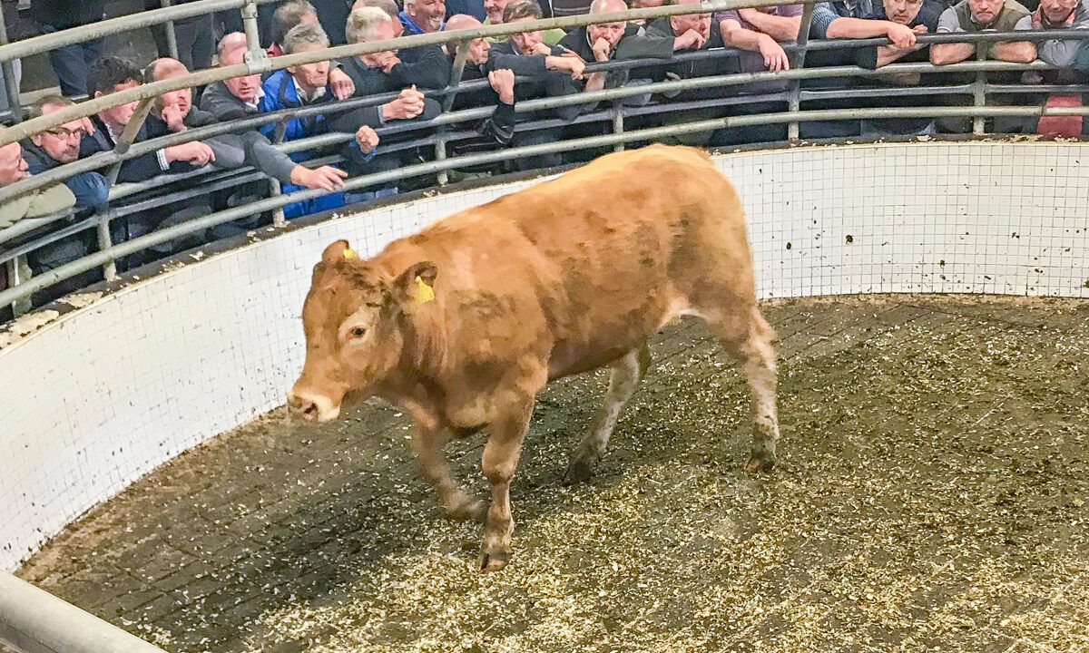 Cattle trade steady while lambs rise 16c/kg at Ballinrobe Mart